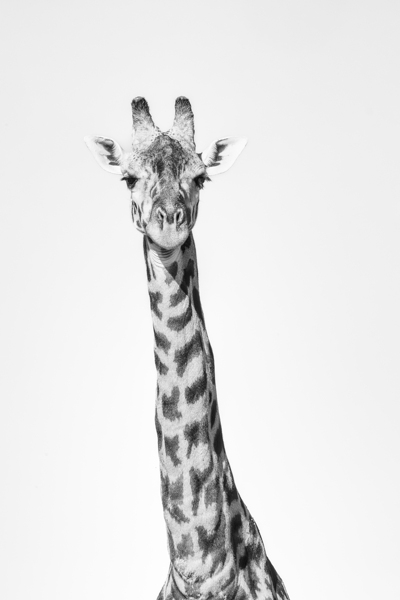 Tall & Timeless Print