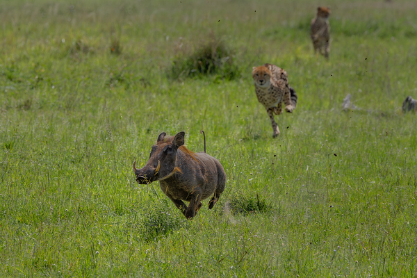 The Wild Chase Print