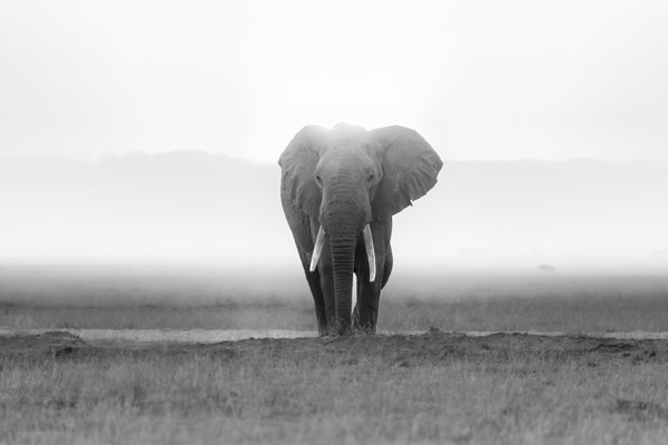 Majesty in Monochrome Print