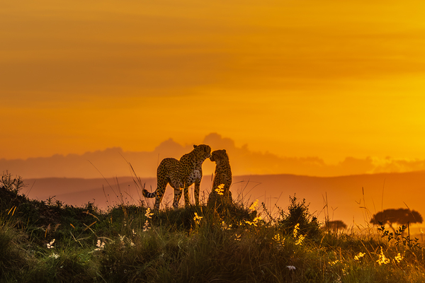 Tender Moment Golden Light Print