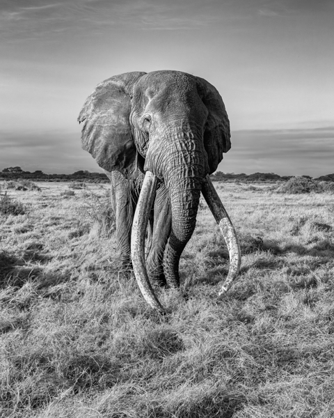 Monarch of the Savannah Print