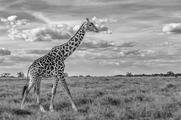 Plains and Patterns Print