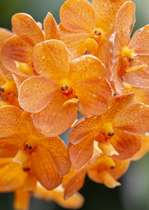 Bright Botanicals - Orange Orchids