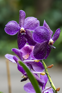Bright Botanical - Purple Orchids