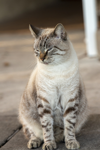 Bob the Cat: Outside Life