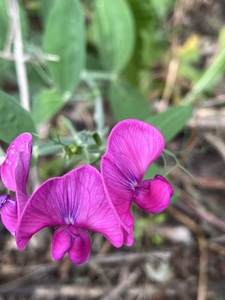 EverlastingPea