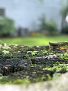 FreshSprout