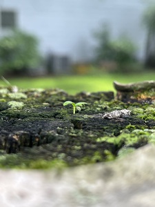 FreshSprout2