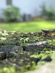 FreshSprout3