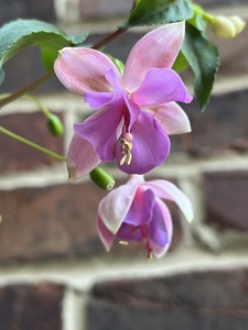 Fuchsia2
