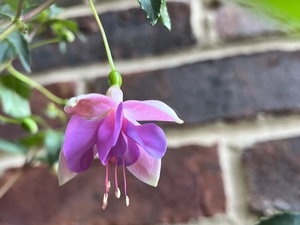 Fuchsia3