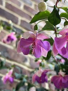 Fuchsia5