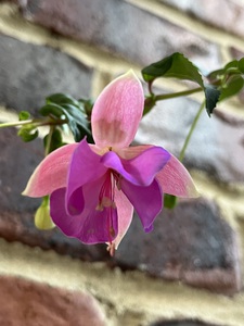 Fuchsia6
