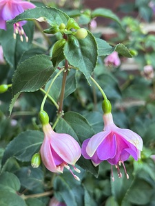 Fuchsia7