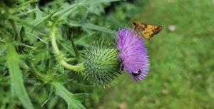 Thistle Bloom in Summer