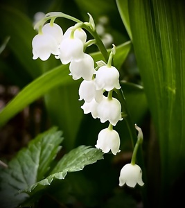 LilyOfTheValley