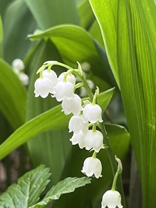 LilyOfTheValleyOrig
