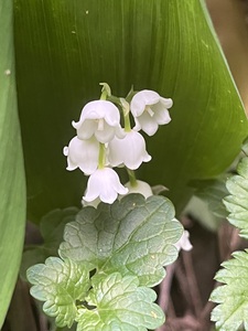 LilyoftheValley3