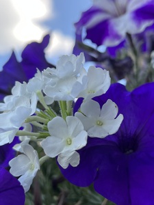 PhloxAndPetunia