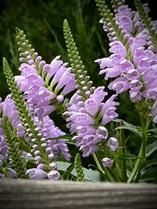 Physostegia2