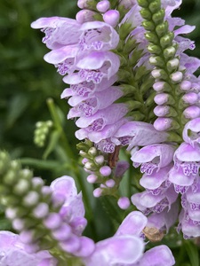Physostegia4