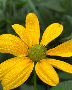 RudbeckiaInTheRain