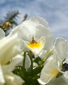SunlitPansy