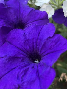 VioletPetunia