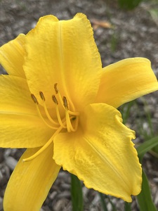 YellowDayLily