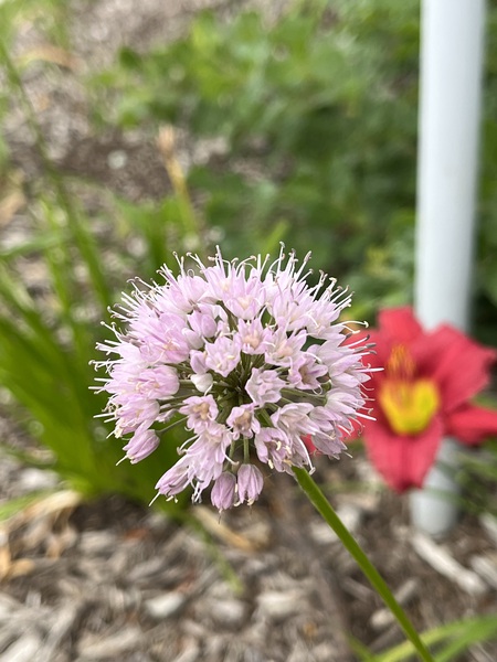 ChivesInBloom by Sarah Schmidt