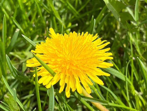 DandelionYellow by Sarah Schmidt