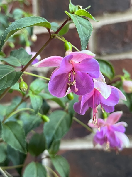 Fuchsia1 by Sarah Schmidt