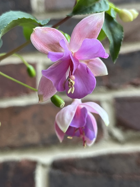 Fuchsia2 by Sarah Schmidt