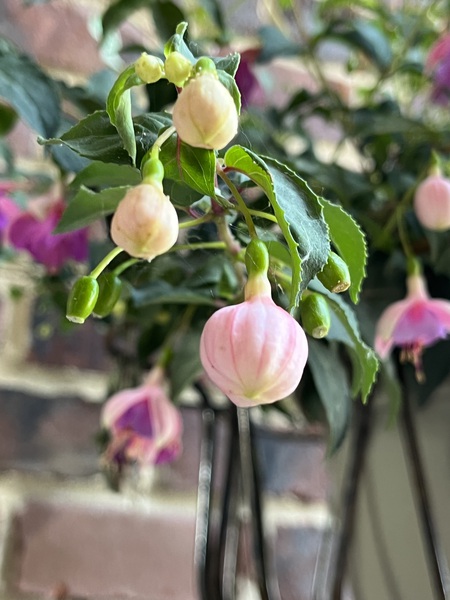 Fuchsia4 by Sarah Schmidt