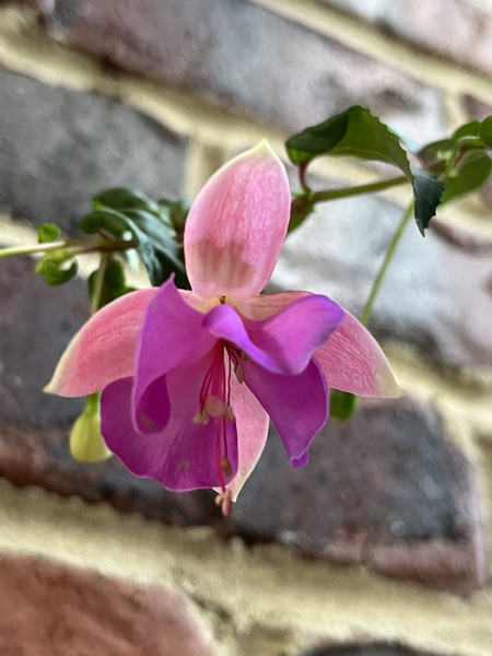Fuchsia6 by Sarah Schmidt