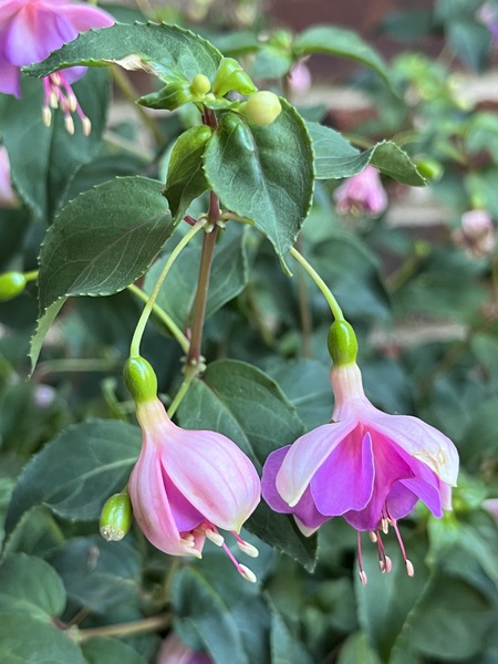 Fuchsia7 by Sarah Schmidt