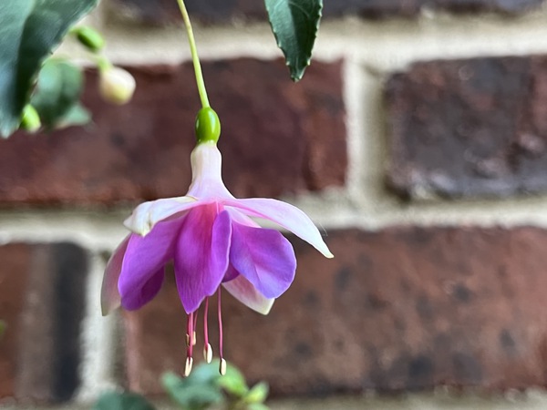 Summertime Fuchsia by Sarah Schmidt