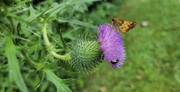 Thistle Bloom in Summer by Sarah Schmidt