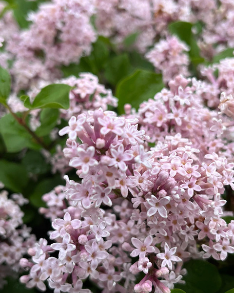 LilacBloomsInSpring by Sarah Schmidt