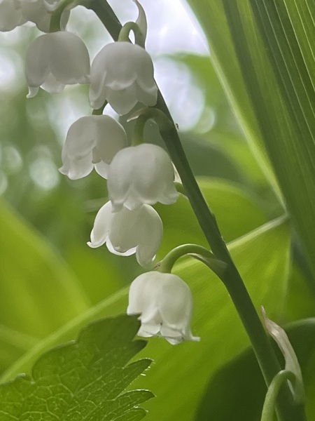 LilyoftheValley2 by Sarah Schmidt