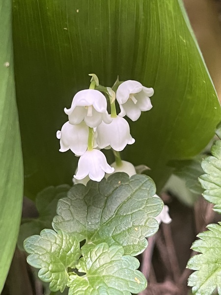 LilyoftheValley3 by Sarah Schmidt