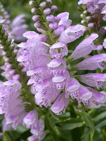 Physostegia by Sarah Schmidt