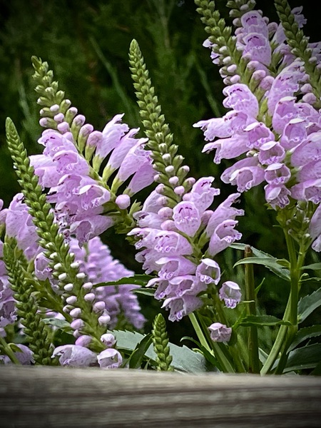 Physostegia2 by Sarah Schmidt