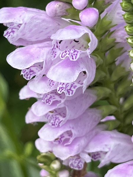 Physostegia3 by Sarah Schmidt