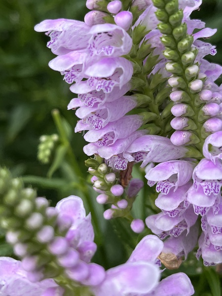 Physostegia4 by Sarah Schmidt