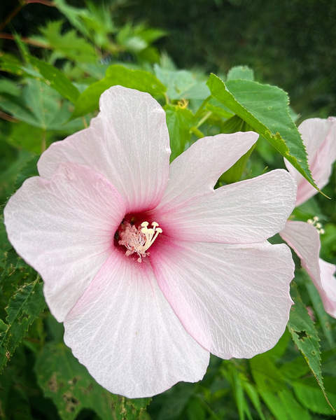 PinkHibiscus by Sarah Schmidt