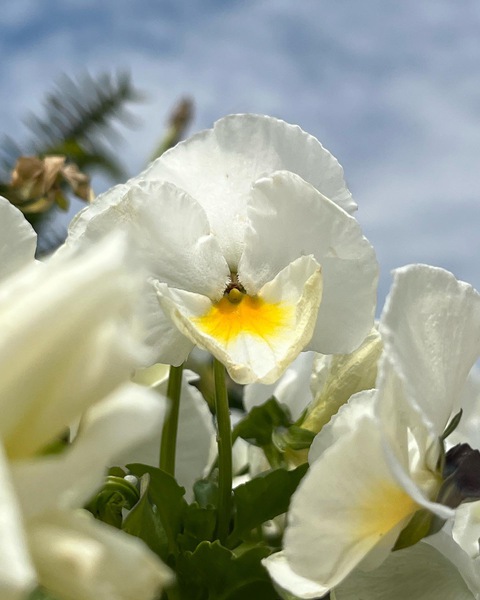 SunlitPansy by Sarah Schmidt