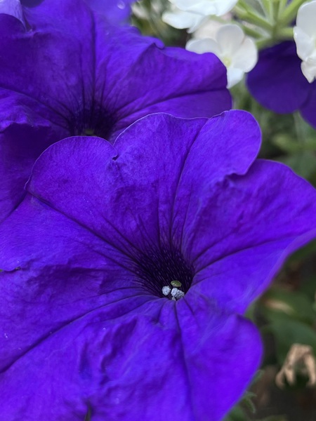 VioletPetunia by Sarah Schmidt
