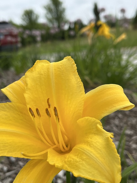 YellowDayLily2 by Sarah Schmidt