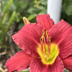 BrightRedOrangeJerseyLily